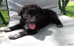 Border Collie dogs for sale: Mooney - Image 3