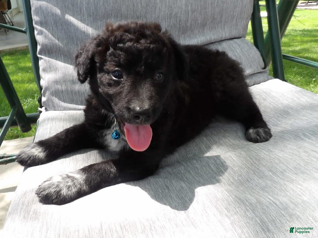 Border Collie dogs for sale: Mooney - Image 3