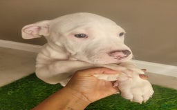 American Bully dogs for sale: Diamond - Image 7