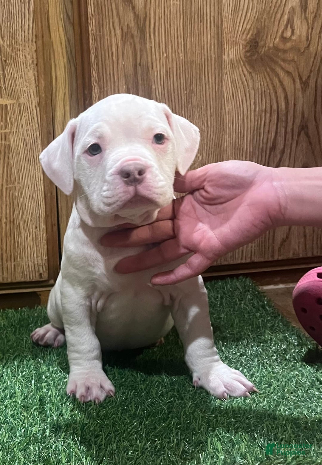 American Bully dogs for sale: Clavi - Image 5