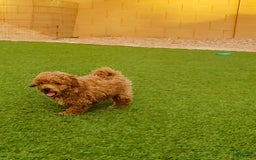 Maltipoo dogs for sale: Apple - Image 4