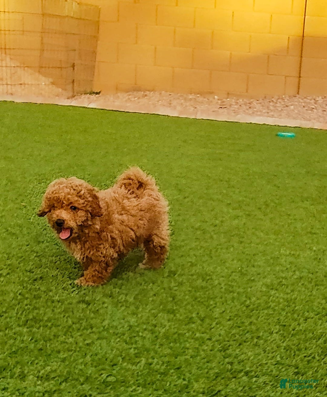 Maltipoo dogs for sale: Apple - Image 4