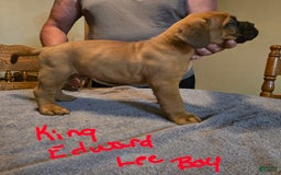 Dogue De Bordeaux dogs for sale: King Edward Lee - Image 2