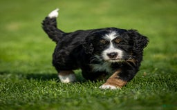 Mini Bernedoodle dogs for sale: Rue - Image 12