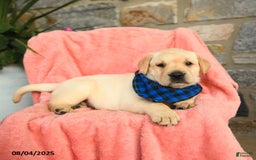 Labrador Retriever dogs for sale: Havarti - Image 4