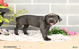 Cane Corso dogs for sale: Indie - Image 8