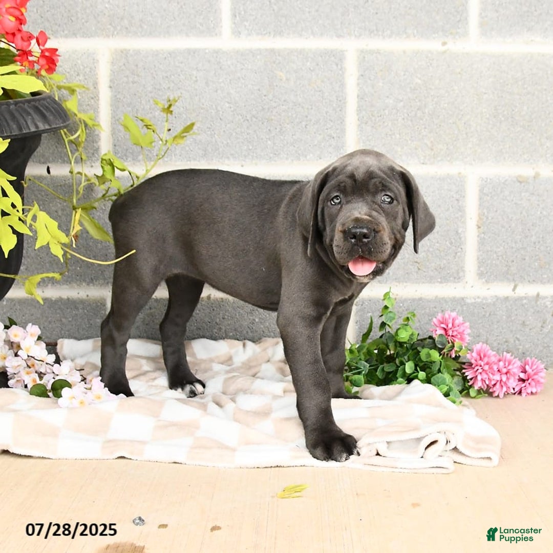Cane Corso dogs for sale: Indie - Image 8