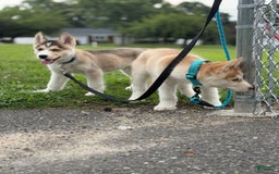 Alaskan Malamute dogs for sale: Sanji - Image 16