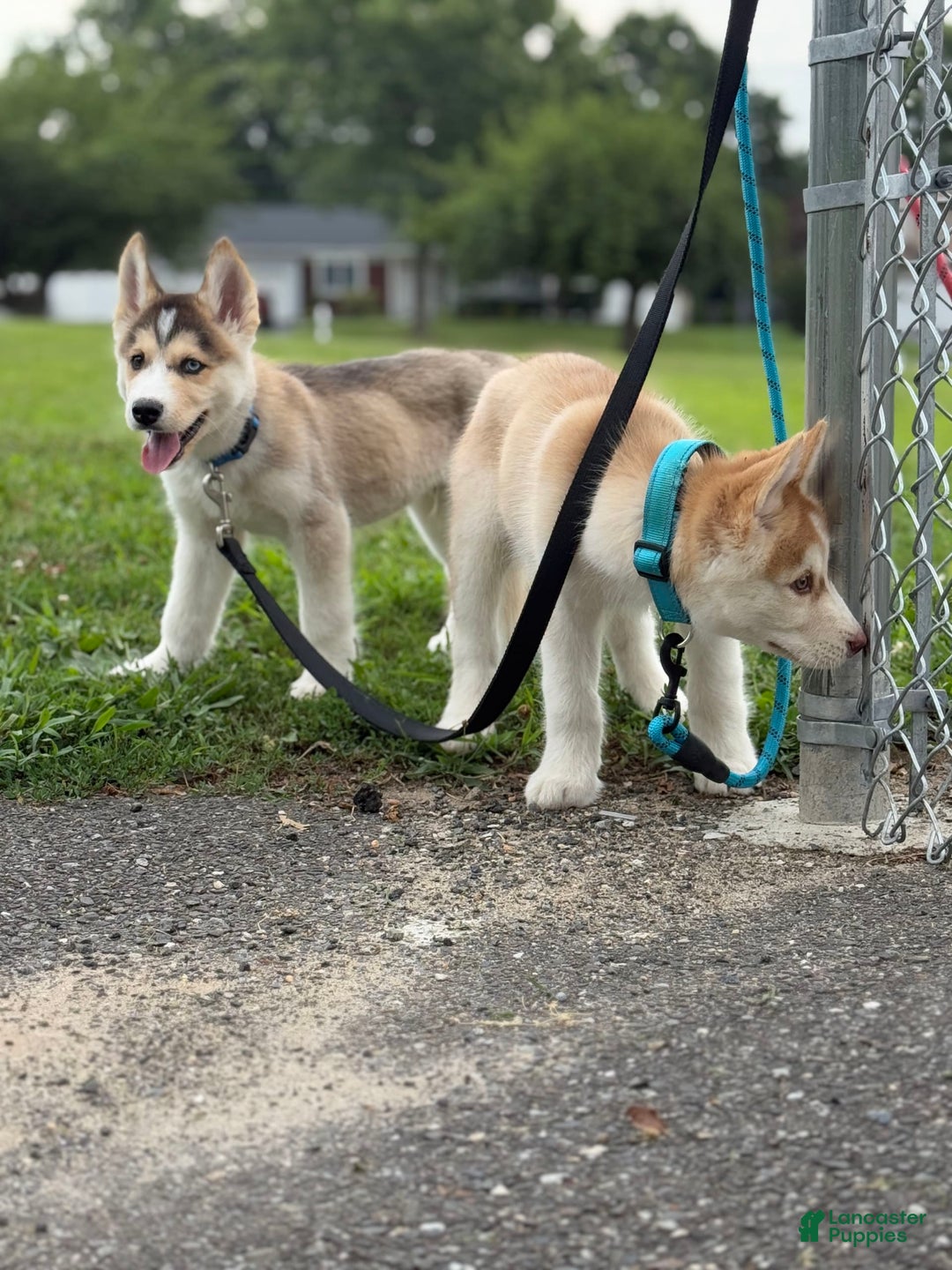 Alaskan Malamute dogs for sale: Sanji - Image 16