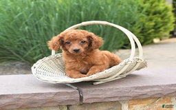Cockapoo dogs for sale: Evan - Image 2