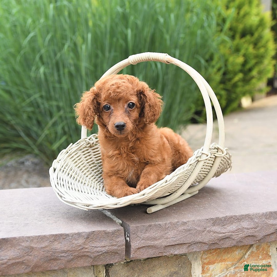 Cockapoo dogs for sale: Evan - Image 2