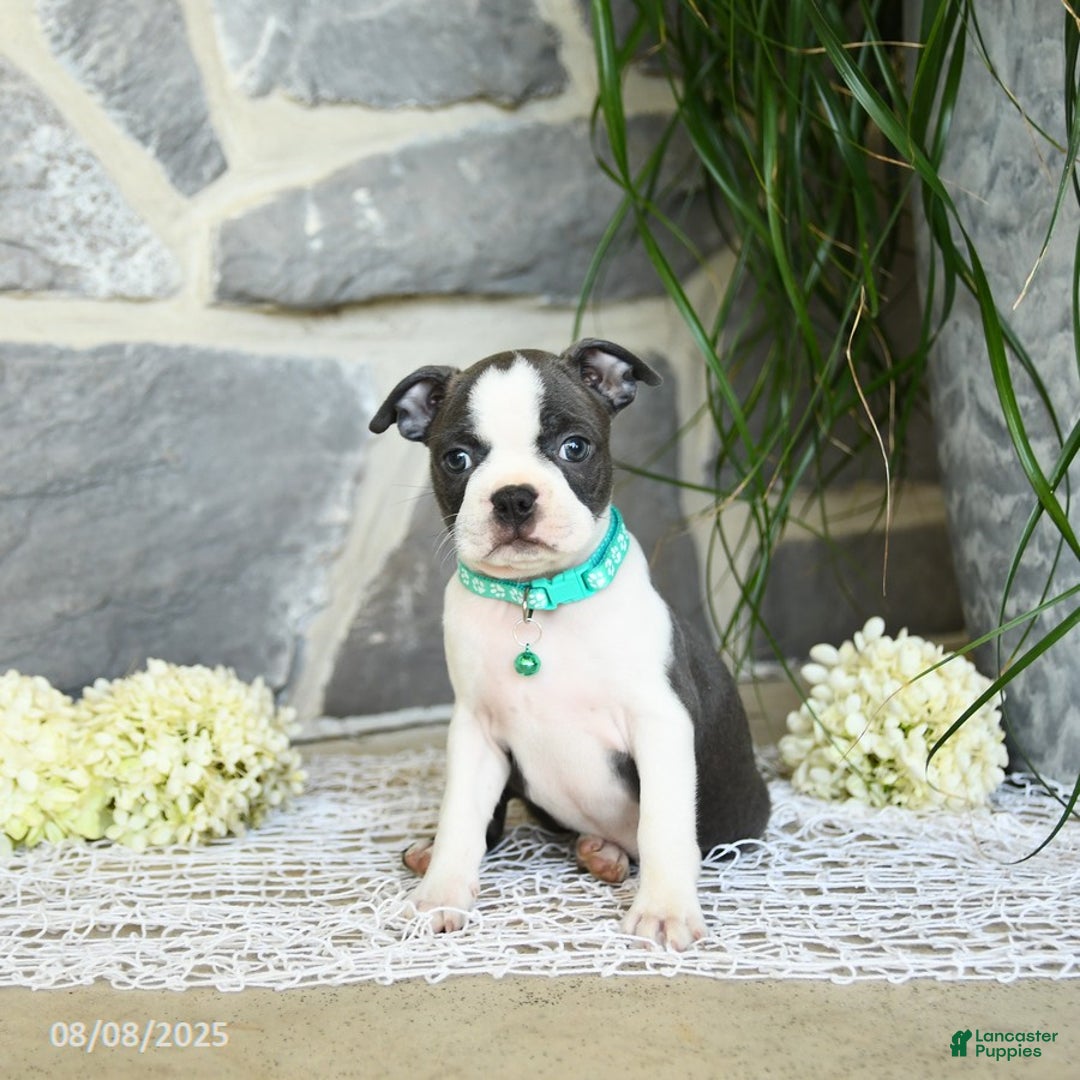 Boston Terrier dogs for sale: Wren - Image 5