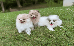 Pomeranian dogs for sale: Sebastian - Image 3