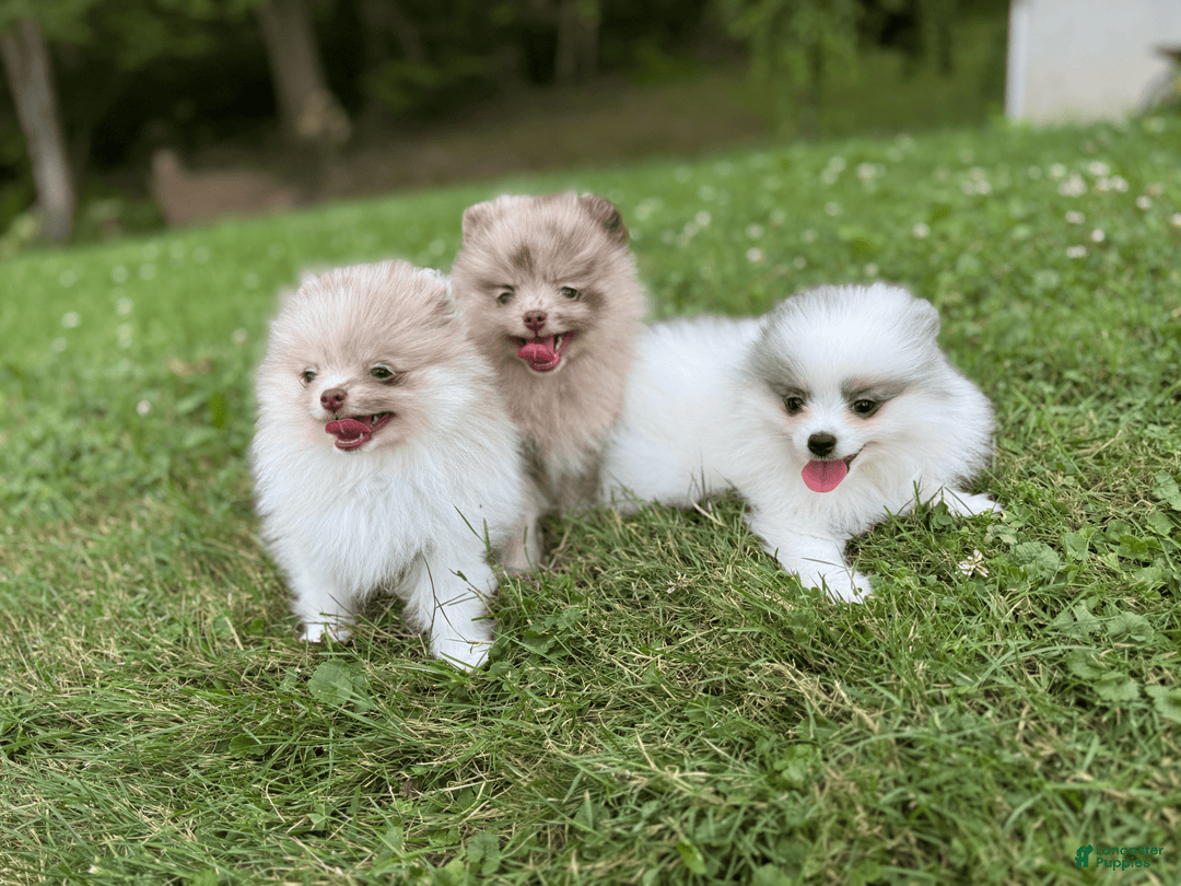 Pomeranian dogs for sale: Sebastian - Image 3
