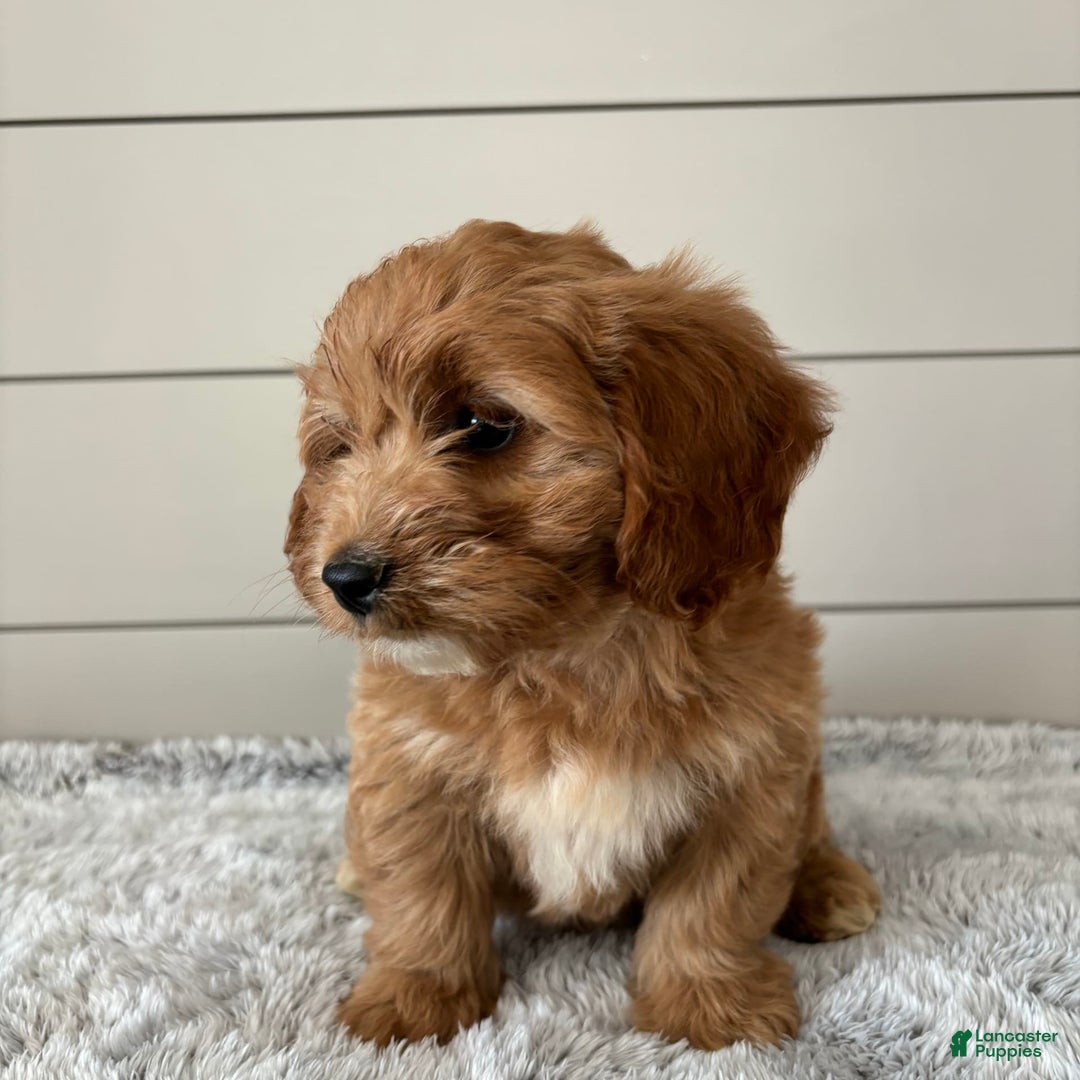  dogs for sale: Mini Goldendoodle 7 puppies - Image 18