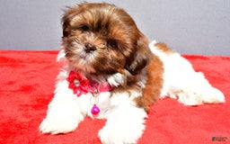 Shih Tzu dogs for sale: Jill - Image 1