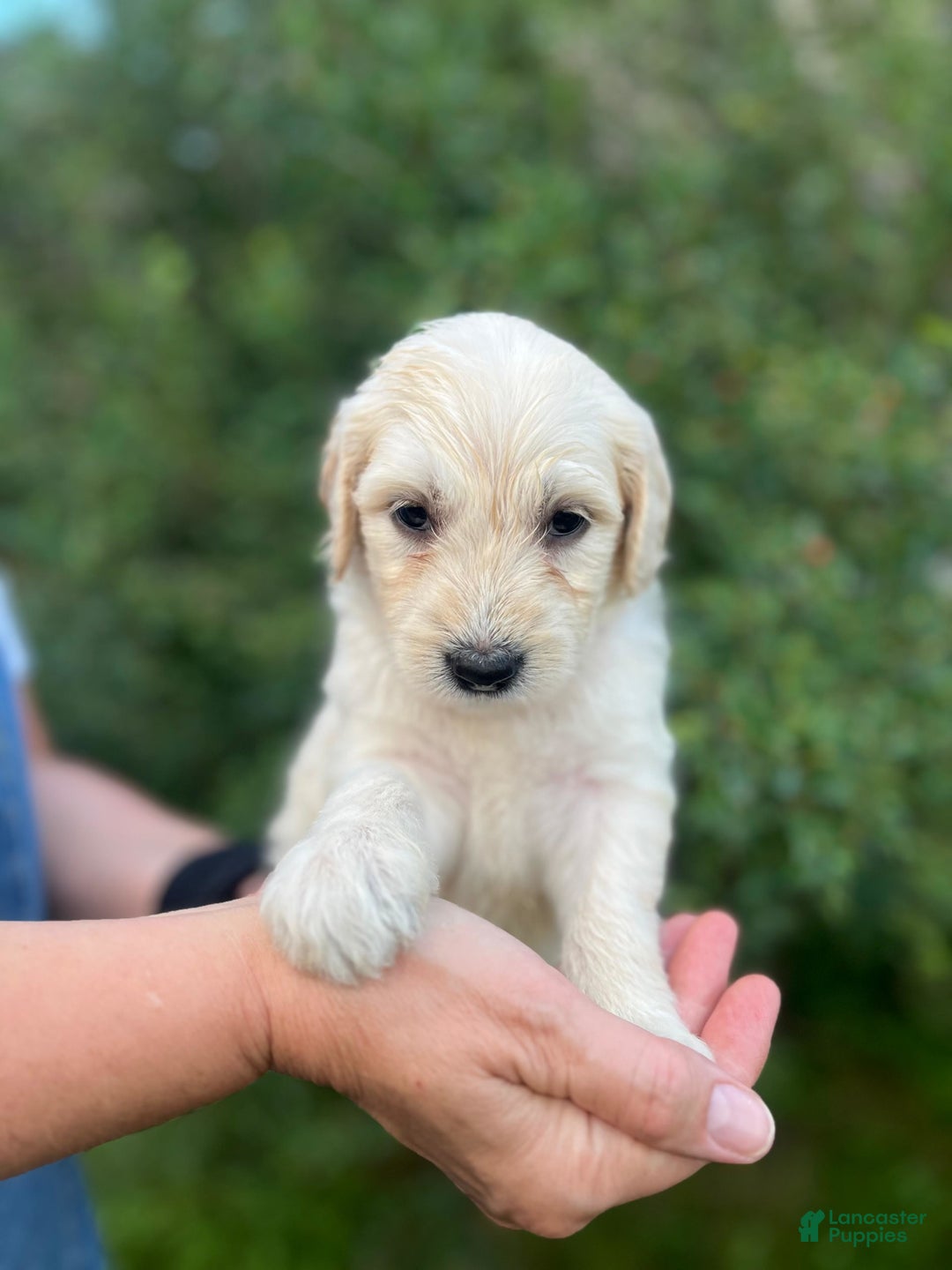 Goldendoodle dogs for sale: Monica - Image 2