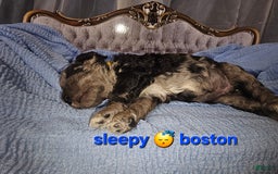 Mini Goldendoodle dogs for sale: Boston - Image 2