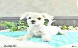Maltese dogs for sale: Trooper - Image 3