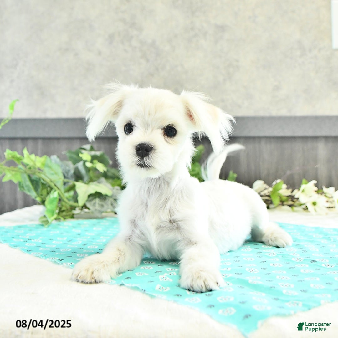 Maltese dogs for sale: Trooper - Image 3