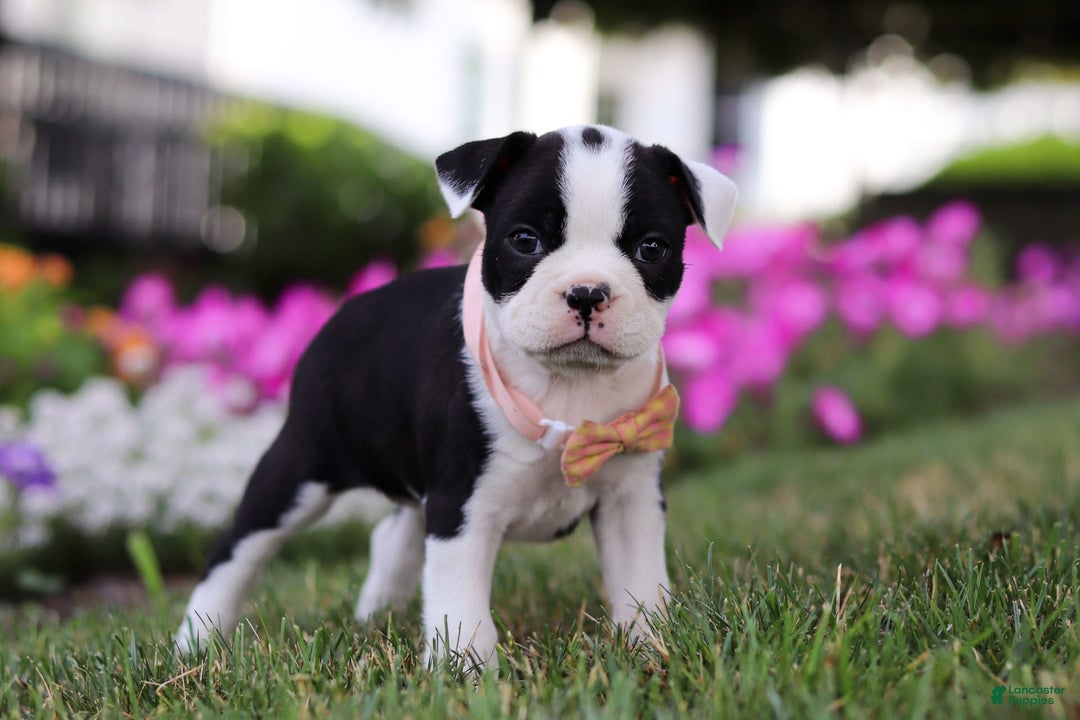 Boston Terrier dogs for sale: Sheila - Image 4