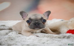 French Bulldog dogs for sale: Daisy - Image 4