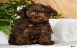 Yorkiepoo dogs for sale: Tanner - Image 4