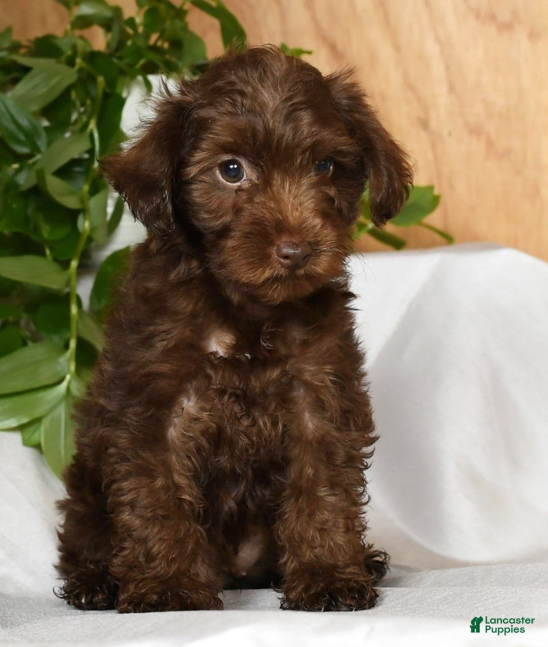 Yorkiepoo dogs for sale: Tanner - Image 4