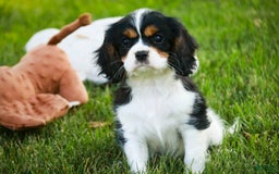 Cavalier King Charles Spaniel dogs for sale: Nero - Image 3