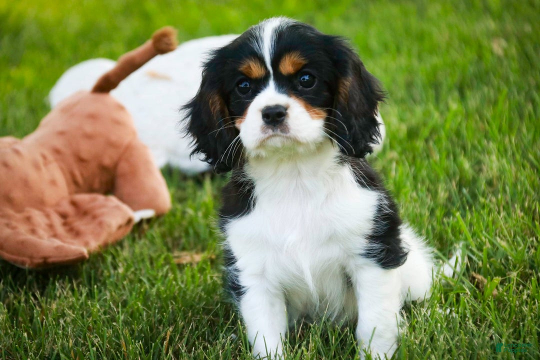 Cavalier King Charles Spaniel dogs for sale: Nero - Image 3