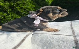 English Bulldog dogs for sale: Dolly - Image 2