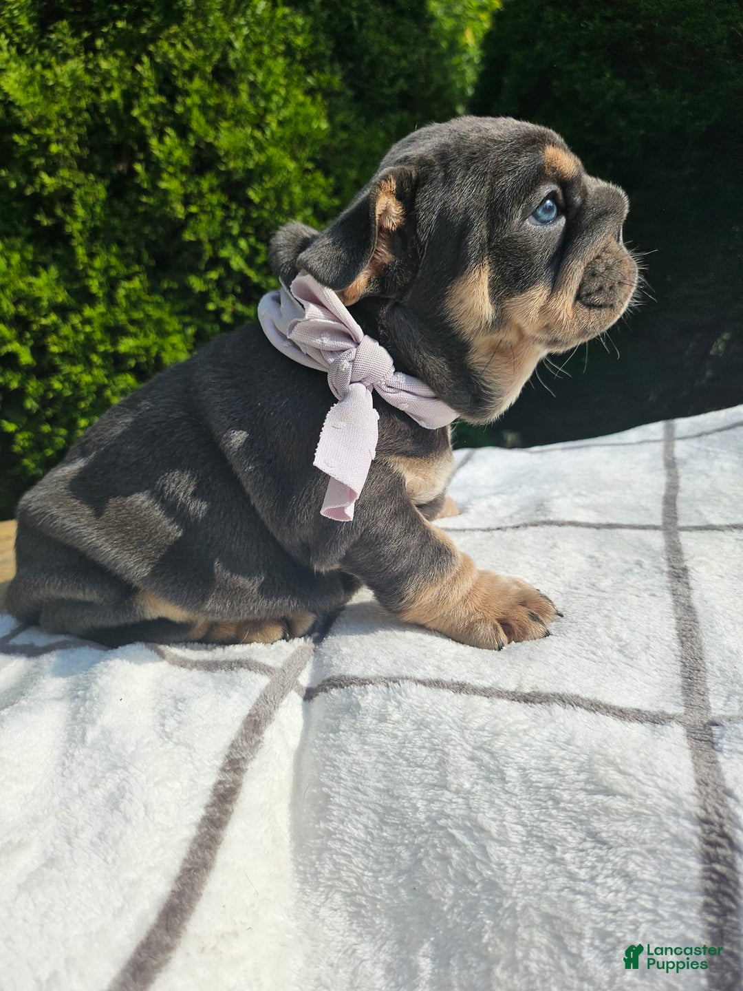 English Bulldog dogs for sale: Dolly - Image 2