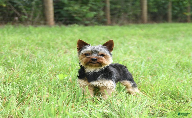 Yorkshire Terrier dogs for sale - Ad 1