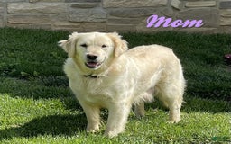 Golden Retriever dogs for sale: Chevelle - Image 12