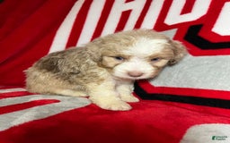 Mini Aussiedoodle dogs for sale: Sunny - Image 2