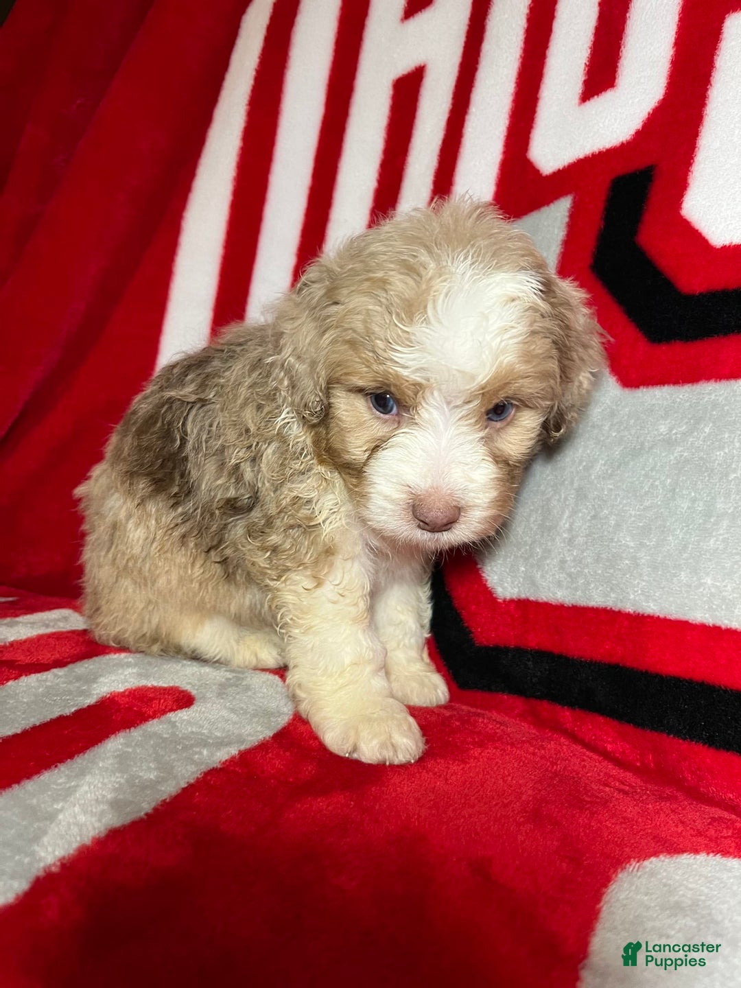 Mini Aussiedoodle dogs for sale: Sunny - Image 2
