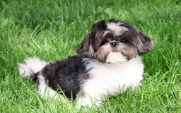 Shih Tzu dogs for sale: Blaze - Image 6