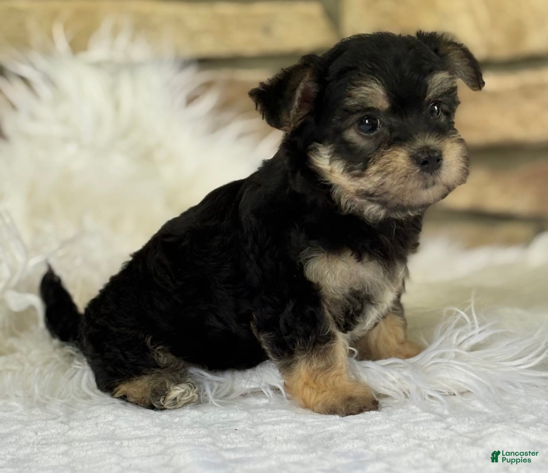 Morkie dogs for sale: Abbie - Image 6
