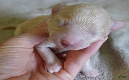 Toy Poodle dogs for sale: Nimmi Apricot - Image 11