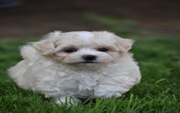 Maltipoo dogs for sale: Honey - Image 2
