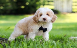 Cockapoo dogs for sale: Aero - Image 6