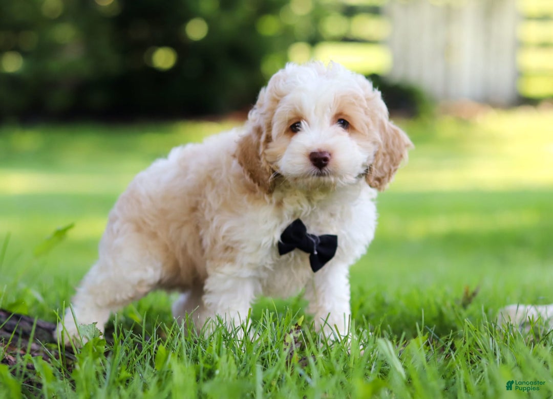 Cockapoo dogs for sale: Aero - Image 6