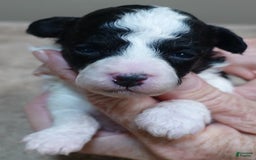 Toy Poodle dogs for sale: Zara Parti Girl - Image 15