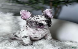 French Bulldog dogs for sale: Dixie - Image 2