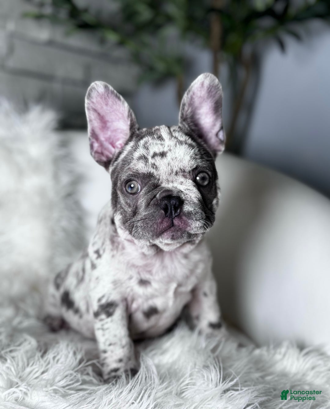 French Bulldog dogs for sale: Dixie - Image 2