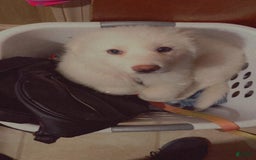 Great Pyrenees dogs for sale: Rocky - Image 6