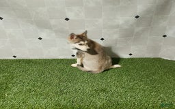 Siberian Husky dogs for sale: Lady - Image 2