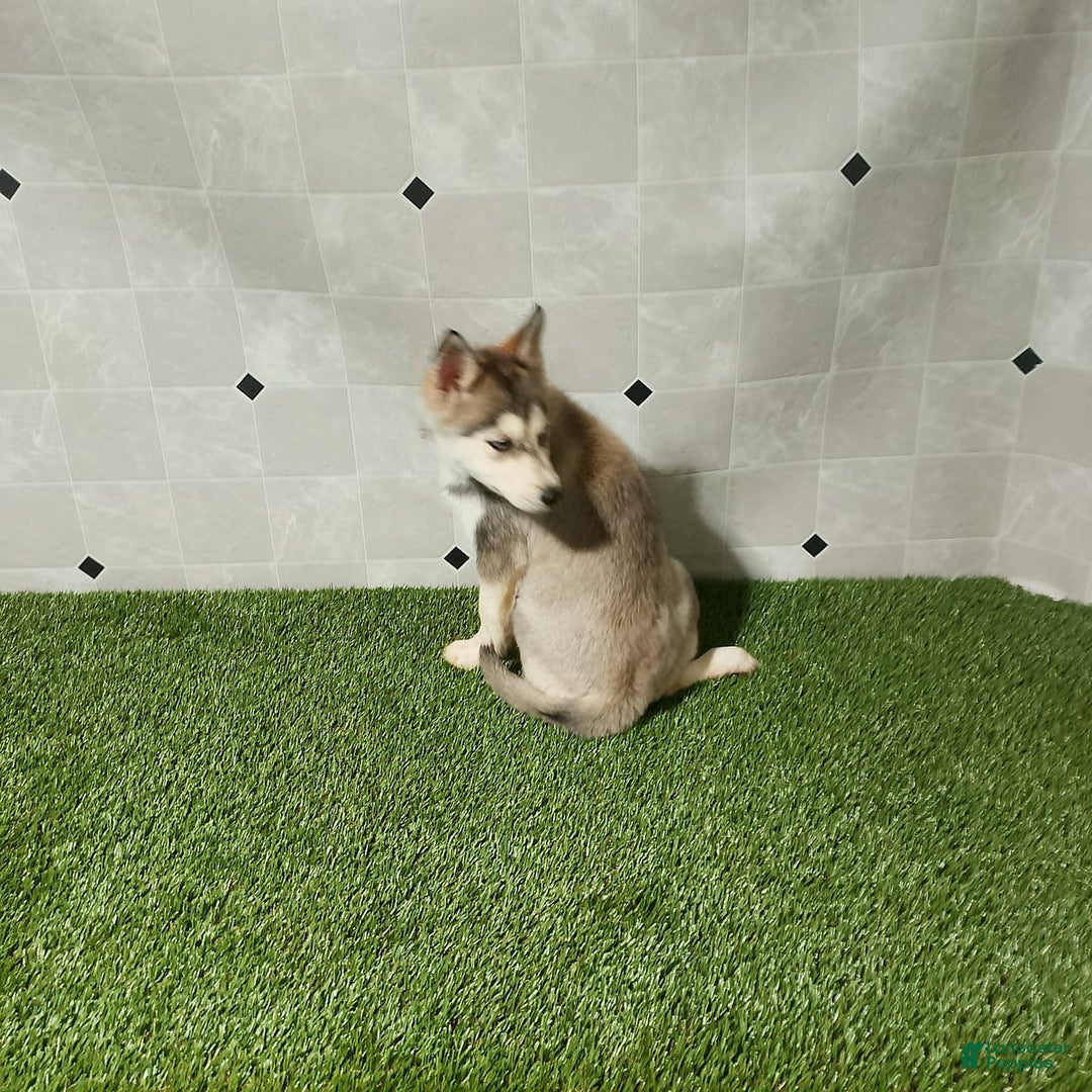 Siberian Husky dogs for sale: Lady - Image 2