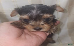 Yorkshire Terrier dogs for sale: Sadie - Image 7