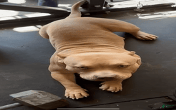 French Bulldog dogs for sale: Hero - Image 1